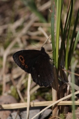Erebia embla