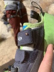 Dermacentor occidentalis