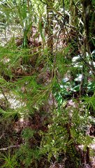 Dracophyllum sinclairii