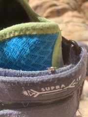 Dermacentor occidentalis