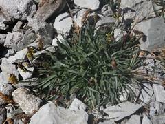 Plantago alpina