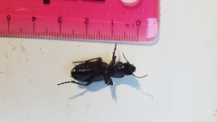 Plocamostethus planiusculus