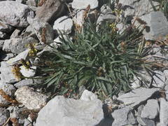 Plantago alpina