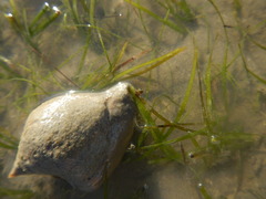 Laevistrombus canarium