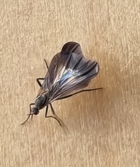 Rhamphomyia marginata