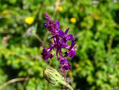 Linaria elegans