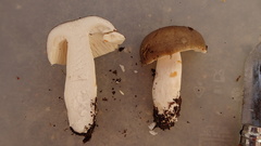 Russula consobrina
