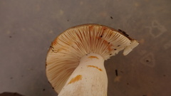Russula consobrina