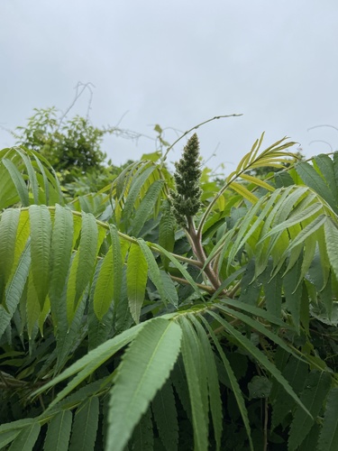 photo of Staghorn Sumac (Rhus typhina)