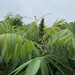 photo of Staghorn Sumac (Rhus typhina)