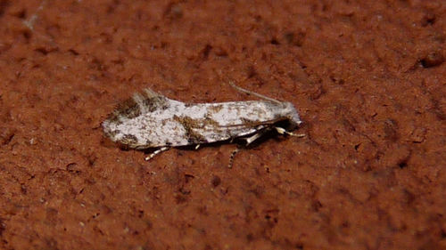 Nemapogon acapnopennella