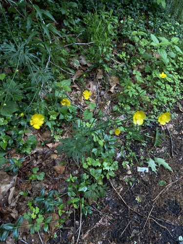 photo of Buttercups (Ranunculus)