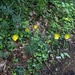 photo of Buttercups (Ranunculus)