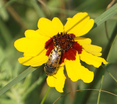 Acmaeodera mixta