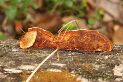 Gloeophyllum protractum