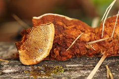 Gloeophyllum protractum