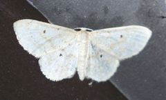 Idaea obfusaria