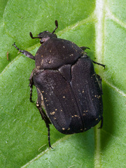 Protaetia morio
