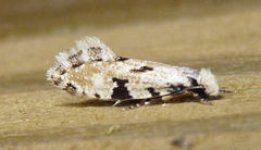 Nemapogon auropulvella