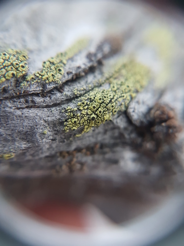 Cyphelium tigillare image