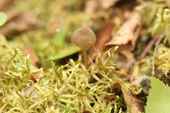 Mycena viridimarginata