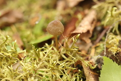 Mycena viridimarginata