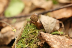 Mycena viridimarginata