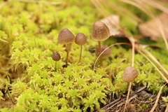 Mycena silvae-nigrae