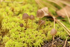 Mycena silvae-nigrae