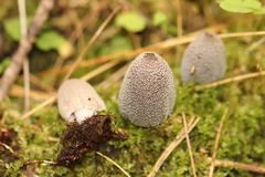 Coprinopsis jonesii