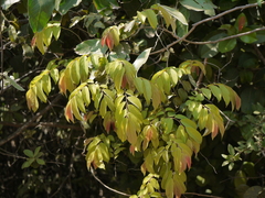 Ventilago madraspatana