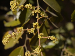 Ventilago madraspatana
