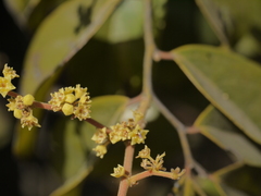 Ventilago madraspatana