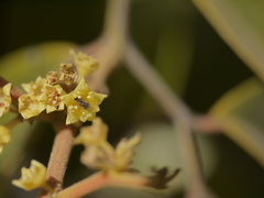 Ventilago madraspatana