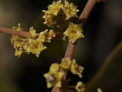 Ventilago madraspatana