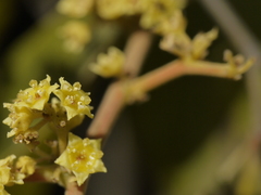 Ventilago madraspatana