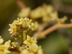 Ventilago madraspatana