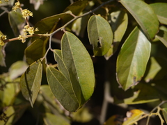 Ventilago madraspatana