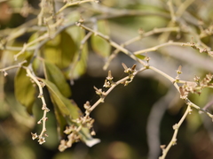 Ventilago madraspatana