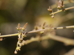 Ventilago madraspatana