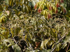 Ventilago madraspatana