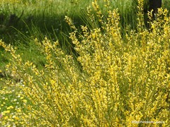 Genista cinerascens