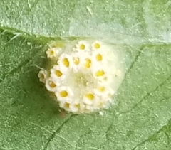 Puccinia sambuci