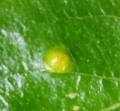 Puccinia sambuci