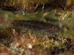 Vanneaugobius canariensis