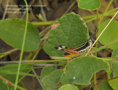 Macrotona mjobergi
