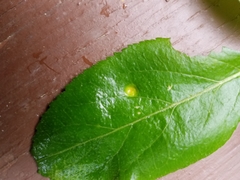 Puccinia sambuci