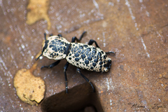 Zopherus nodulosus nodulosus