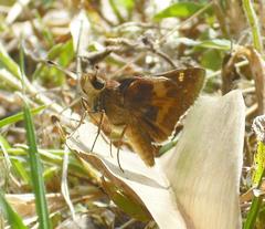 Lon melane vitellina