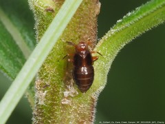 Pissonotus marginatus